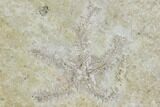 Jurassic Brittle Star (Sinosura) Fossil - Solnhofen #104295-1